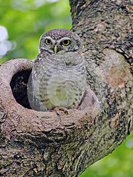 Bird, Owl, Spotted owlet Athene brama in tree hollow