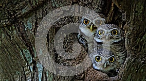 Bird, Owl, Three Spotted owlet Athene brama in tree hollow