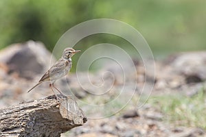 Bird: Paddyfield Pipit