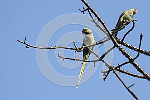 Bird:Pair of Rose Ringed Parakeet Perched on Branch of a Tree