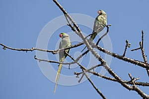 Bird:Pair of Rose Ringed Parakeet Perched on Branch of a Tree