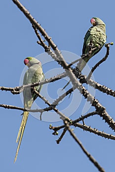 Bird:Pair of Rose Ringed Parakeet Perched on Branch of a Tree