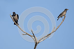 Bird: Pair of Rosy Starling Perched on a Tree Branch