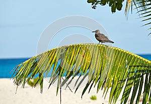 Bird on a palm branch, Seychelles