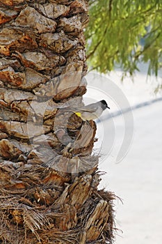 Bird on a palm trunk