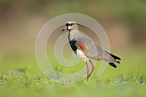 Bird from Pantanal. Southern Lapwing, Vanellus chilensis, water exotic bird during sunrise, Pantanal, Brazil. Wildlife scene from