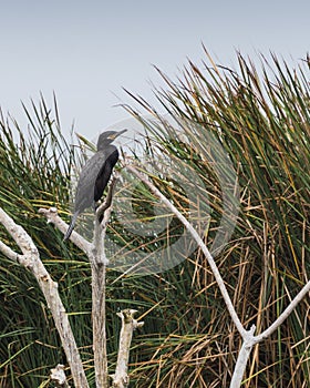 Bird in Pantanos de Vila in Lima Peru photo