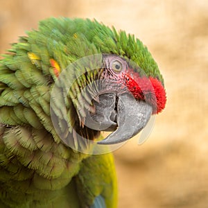 Bird papagayo head, texture, photo