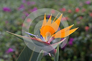 Bird of Paqradise flower growing on the island of Maui in Hawaii.