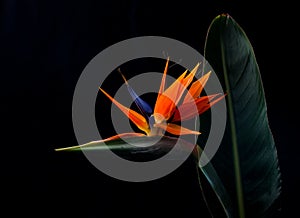 Bird of paradise