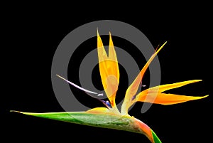 Bird of Paradise