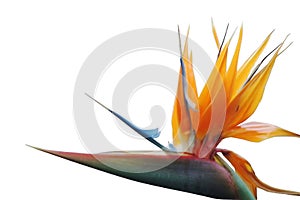 Bird of paradise