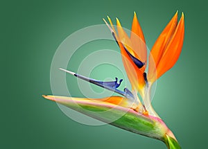 Bird of Paradise