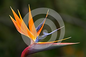 Bird of Paradise