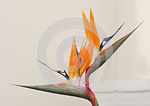 Bird of paradise