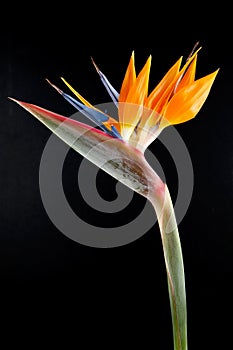 Bird of Paradise