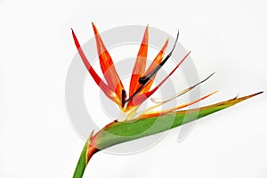 Bird of paradise