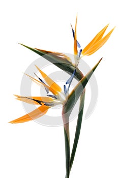 Bird of paradise photo