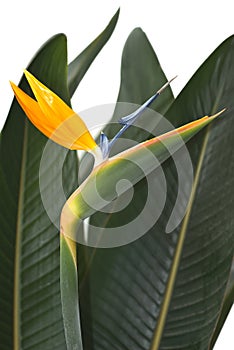 Bird of Paradise