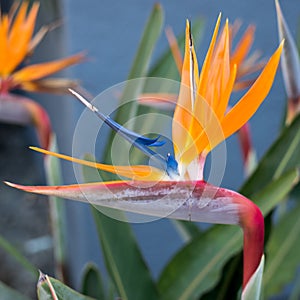 Bird of Paradise
