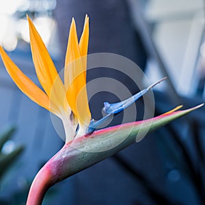Bird of Paradise