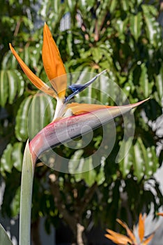 Bird of Paradise