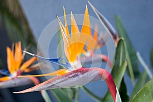 Bird of Paradise