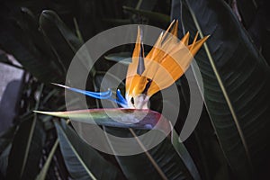 Bird of paradise blooming flower with vivid colors on the blurry background of leaves