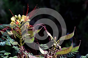 `Bird of paradise` Caesalpinia gilliesii: exotic bush of yellow flowers with long red stamens