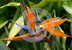 Bird of Paradise