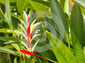 Bird of paradise, colorful exotic tropical flower in nature