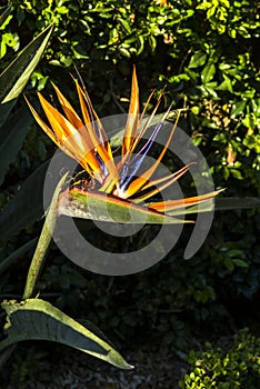 Bird of Paradise early morning sun