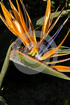 Bird of Paradise early morning sun Close up