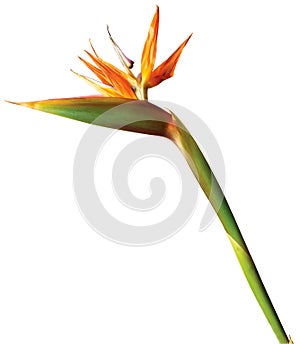 Bird of paradise exotic flower on white background