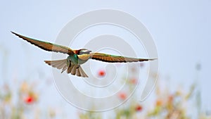 Bird of Paradise in flight, bee-eaters. Merops Apiaster