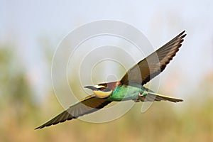 Bird of Paradise in flight, bee-eaters. Merops Apiaster