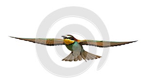Bird of Paradise in flight isolated on a white background, bee-eaters. Merops Apiaster