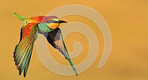 Bird of paradise in flight on a yellow background