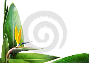 Bird of paradise floral frame