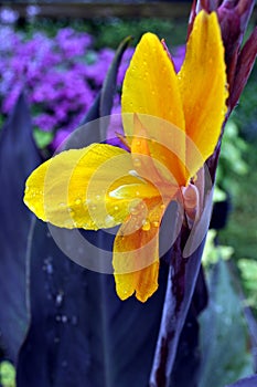 Bird of Paradise Flower