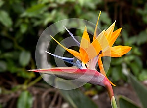 Bird of Paradise Flower