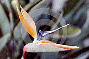 THIS IS A `BIRD OF PARADISE` FLOWER.