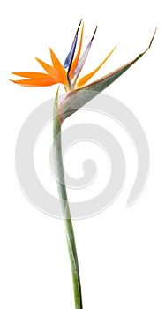 Bird of paradise flower