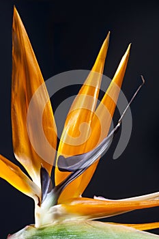 Bird of Paradise Flower