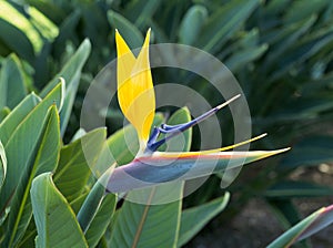 Bird of paradise flower