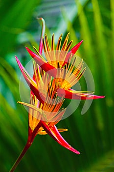 Bird of paradise flower