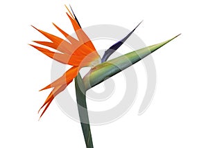 Bird of Paradise flower