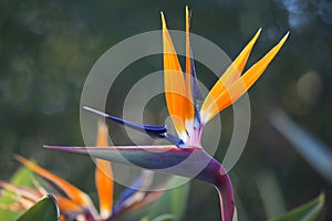 Bird Of Paradise Flower 