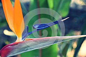 Bird of Paradise flower