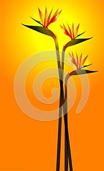 Bird of Paradise flower